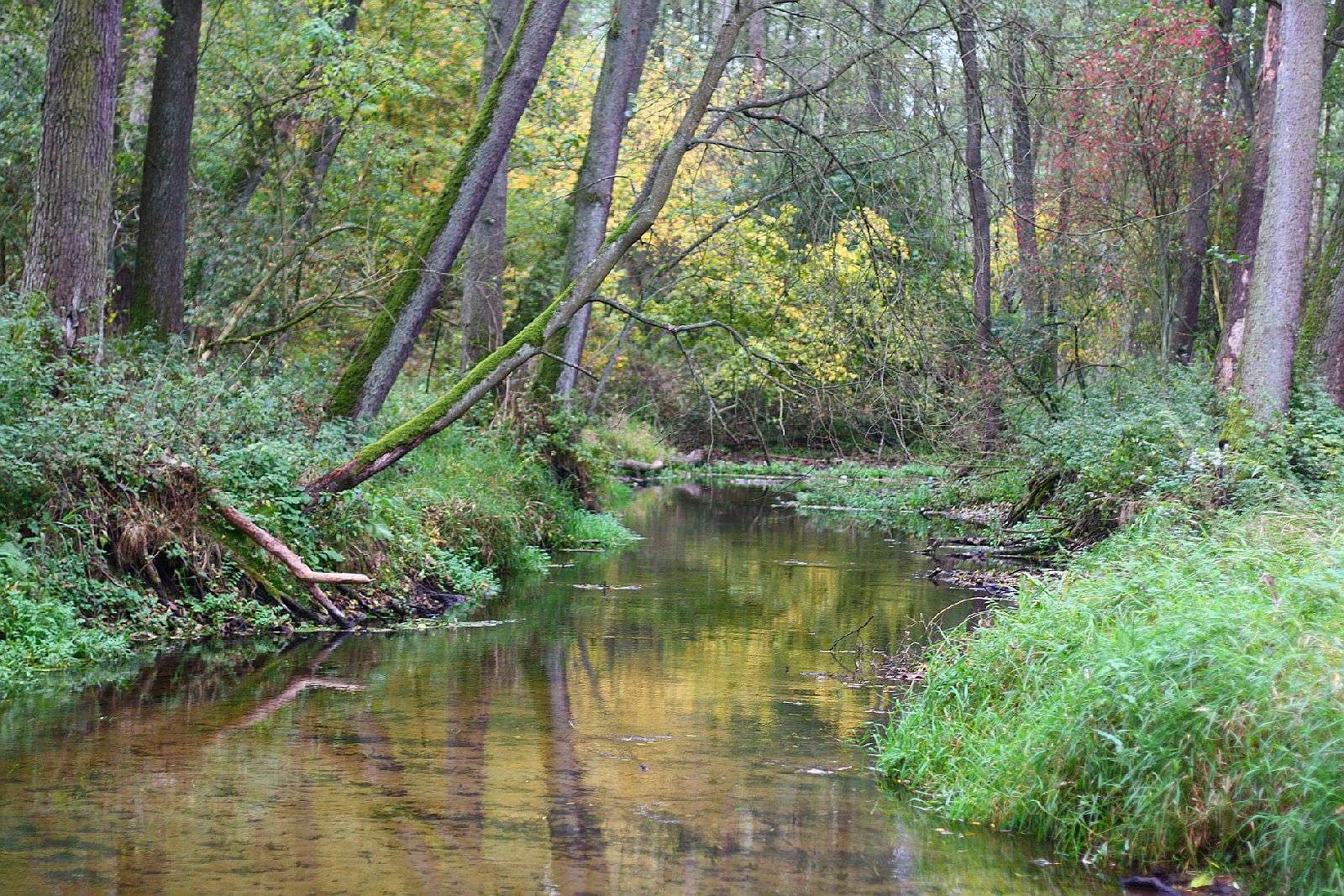 De Skrwa-rivier in het bos legpuzzel online