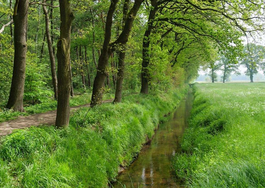 Un ruisseau en lisière de forêt puzzle en ligne