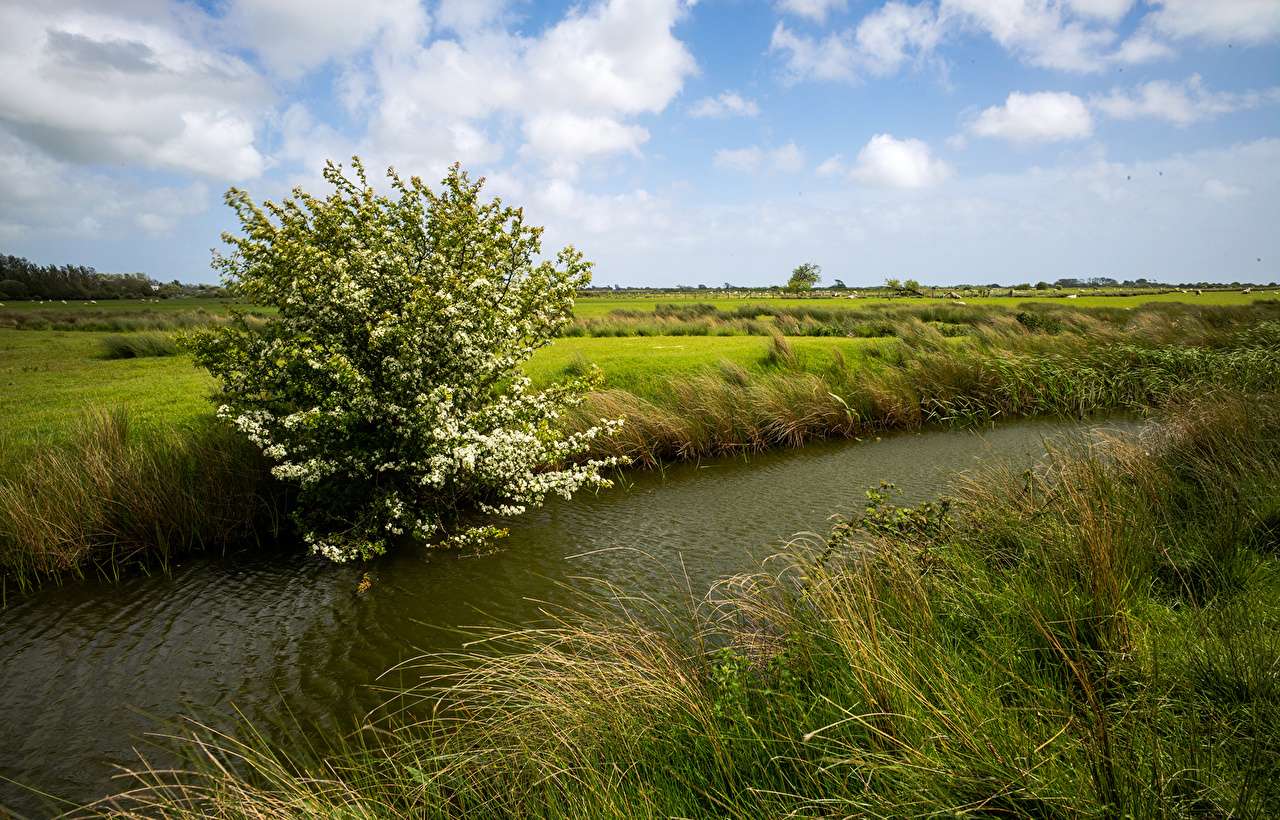A river among meadows in summer jigsaw puzzle online