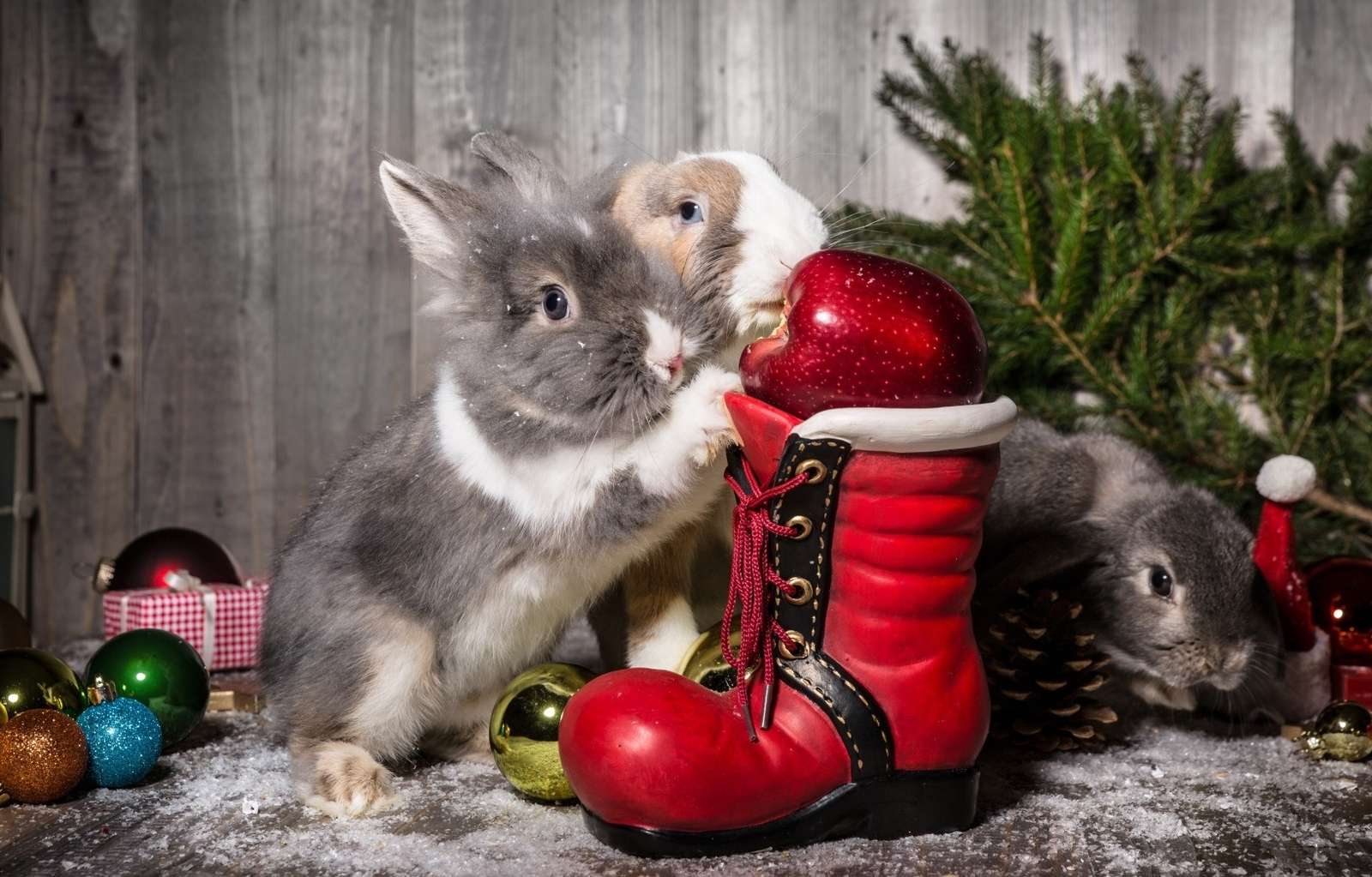 Kaniner, röda, sko, grannlåt, äpple Pussel online