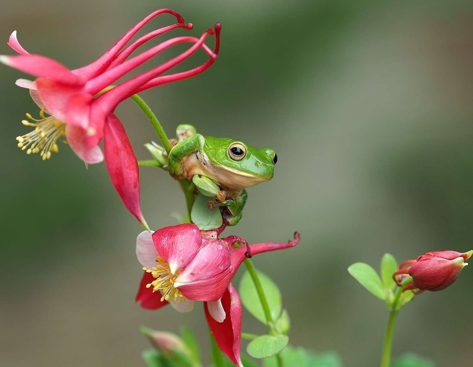 Una rana sentada sobre una flor. rompecabezas en línea