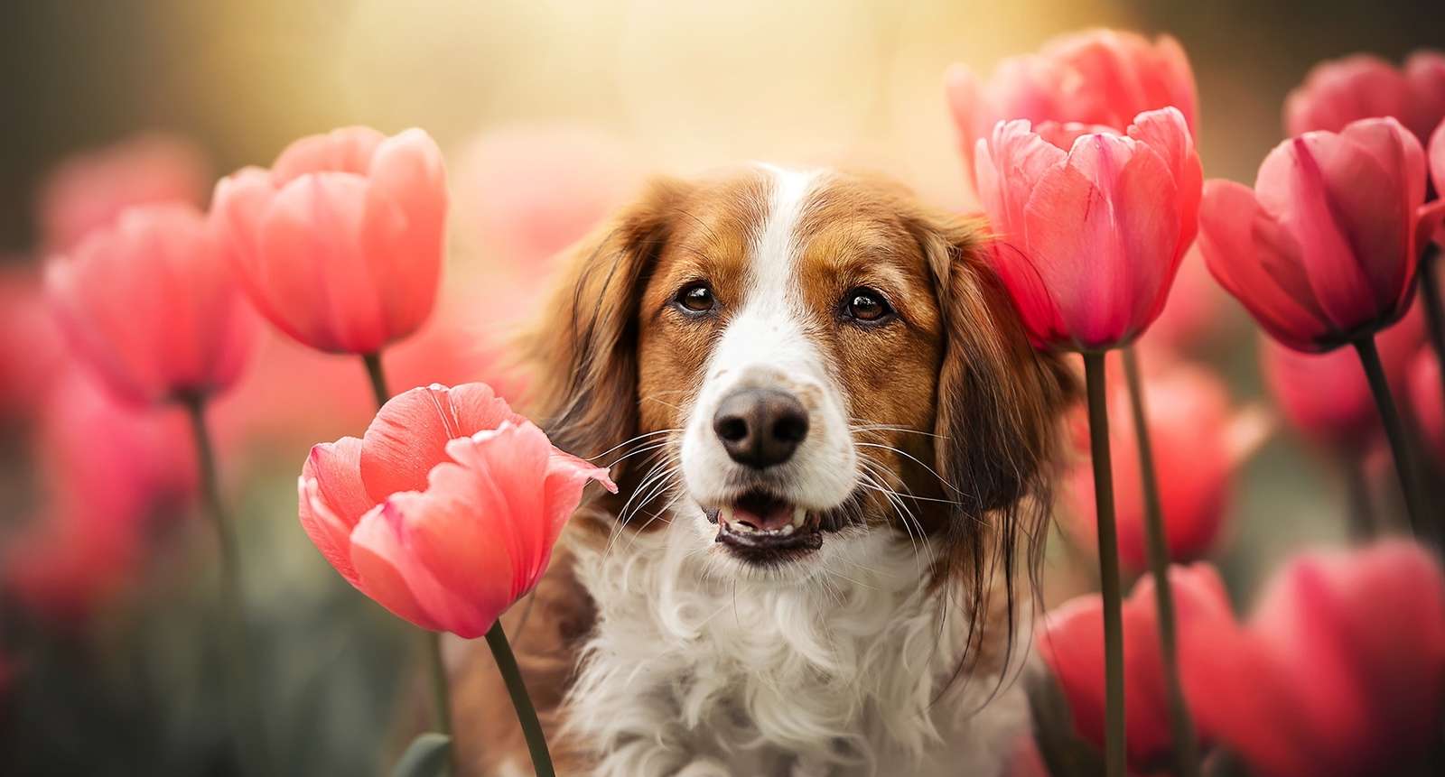 Scoiattolo olandese in tulipani puzzle online