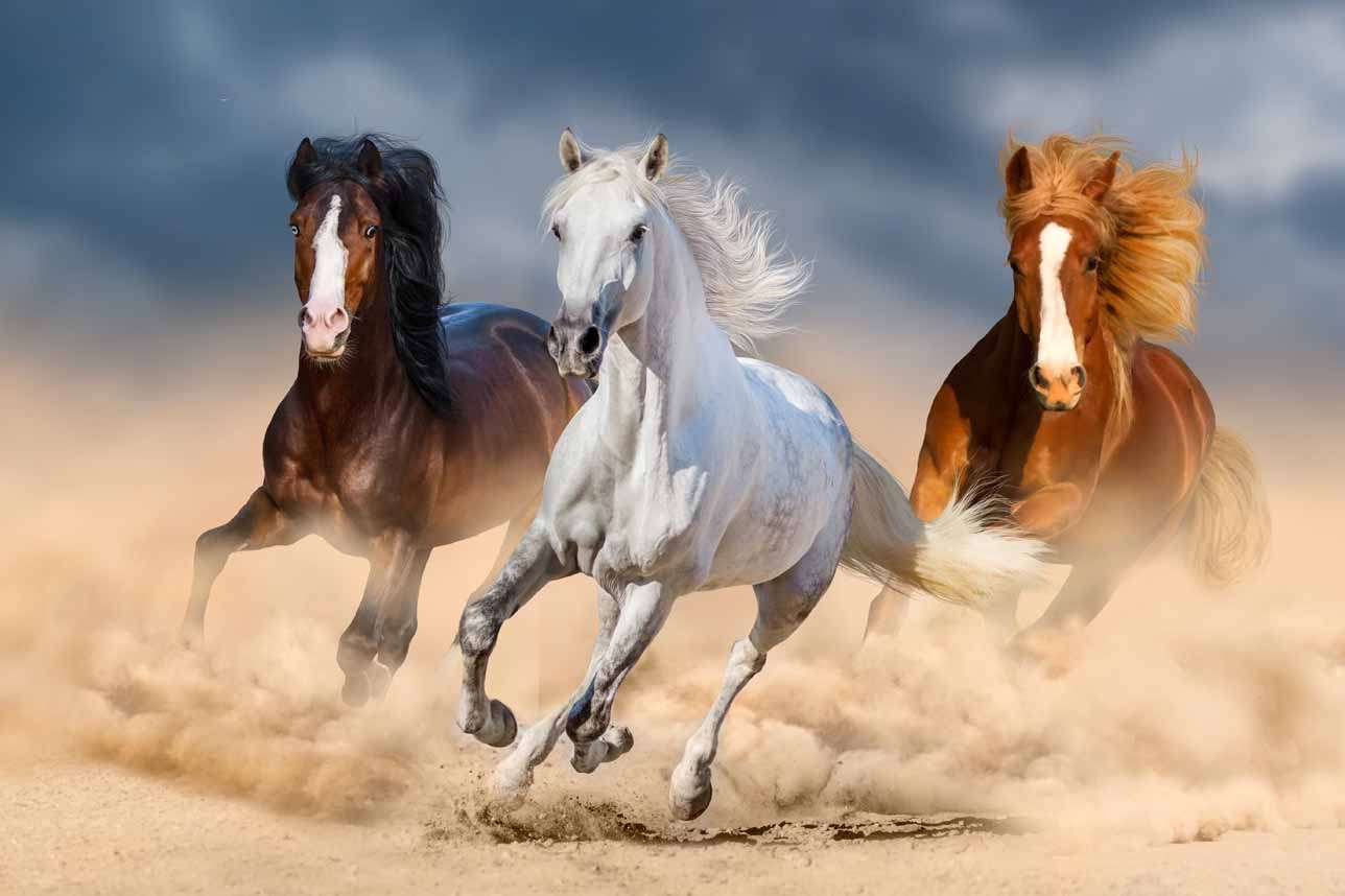 Egyszerűen lovak kirakós online