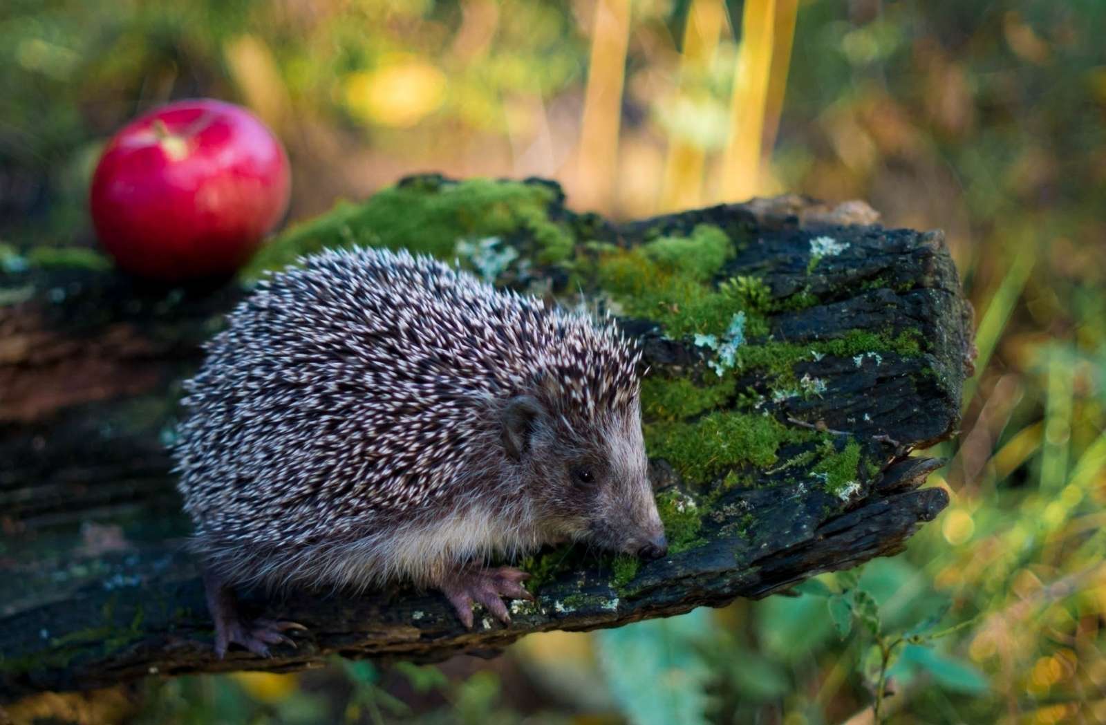Een kleine egel in het bos met een appel online puzzel