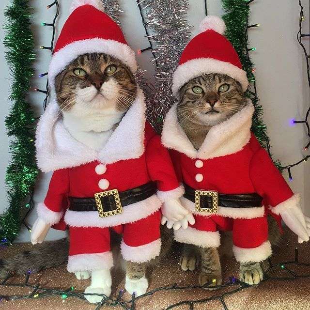 Котенца в дрехите на Дядо Коледа онлайн пъзел