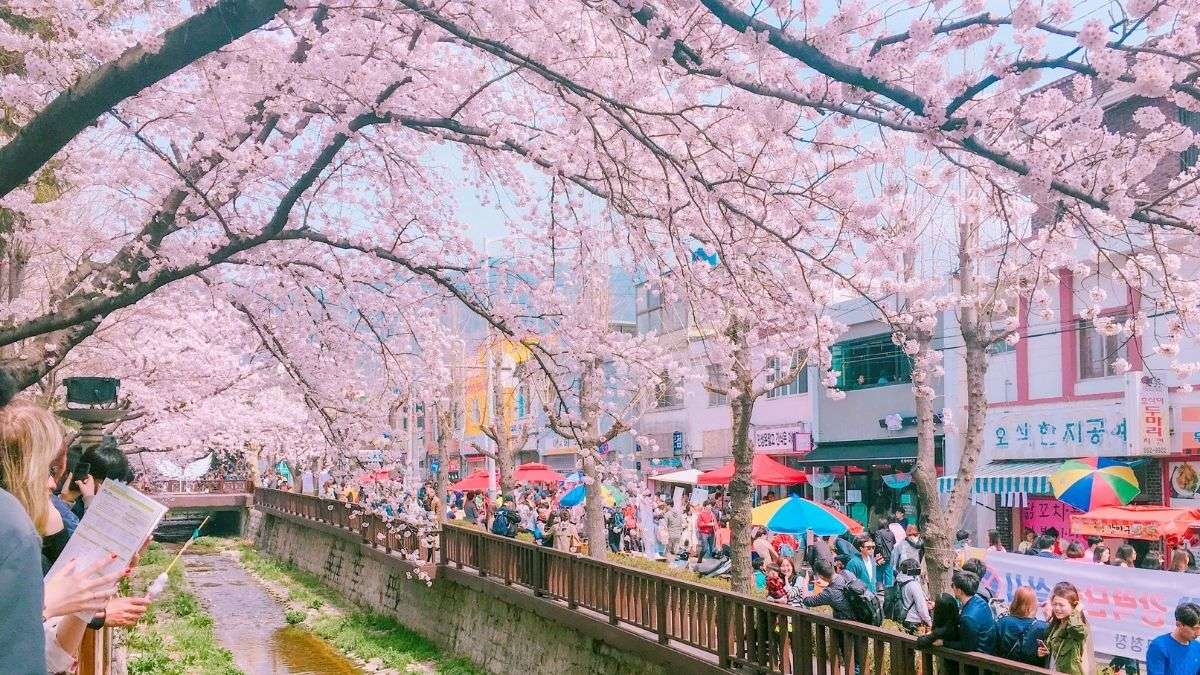 Kirschblüte in Südkorea Online-Puzzle