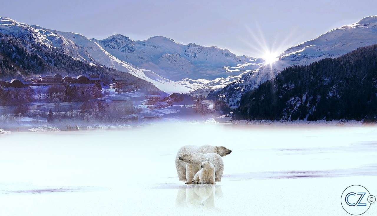 Сніг, білий ведмідь онлайн пазл