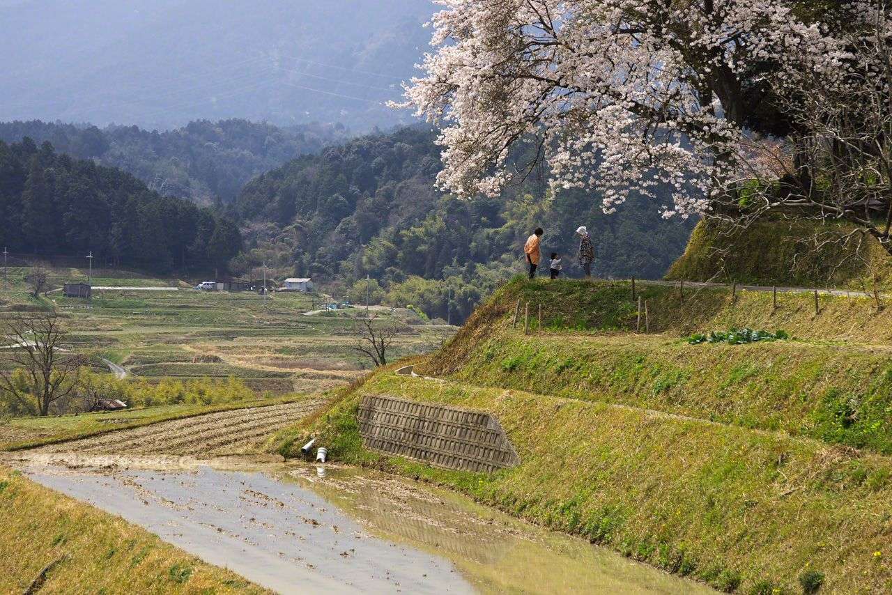 Зникаючі рисові поля Японії пазл онлайн
