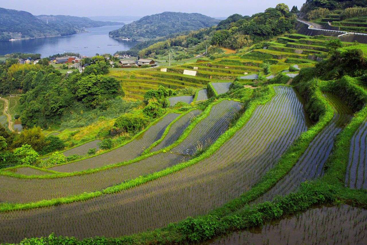 Os campos de arroz desaparecidos do Japão quebra-cabeças online