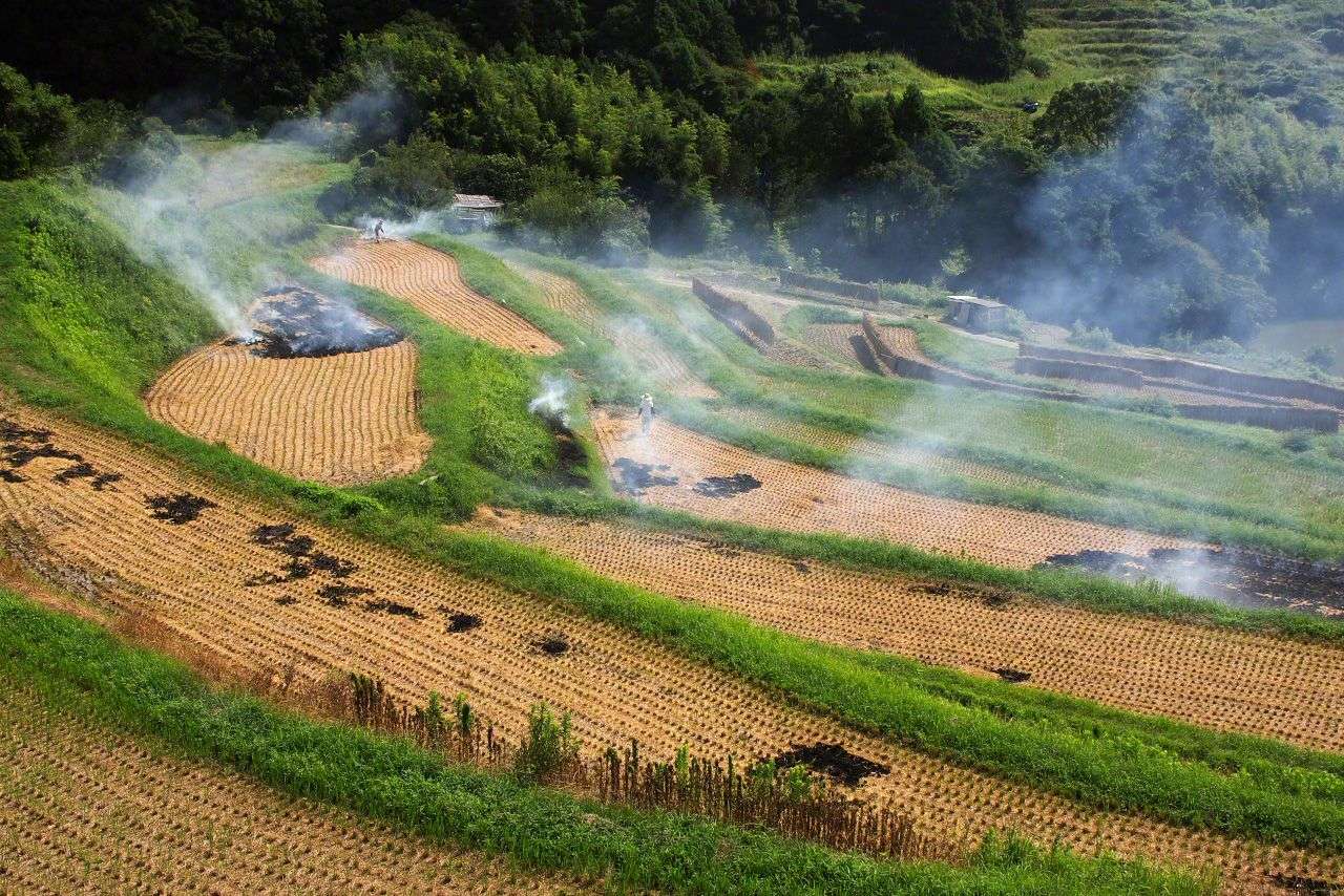 Os campos de arroz desaparecidos do Japão puzzle online