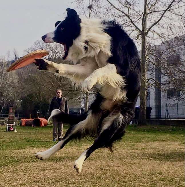 Ares joue avec le frisbee L puzzle en ligne