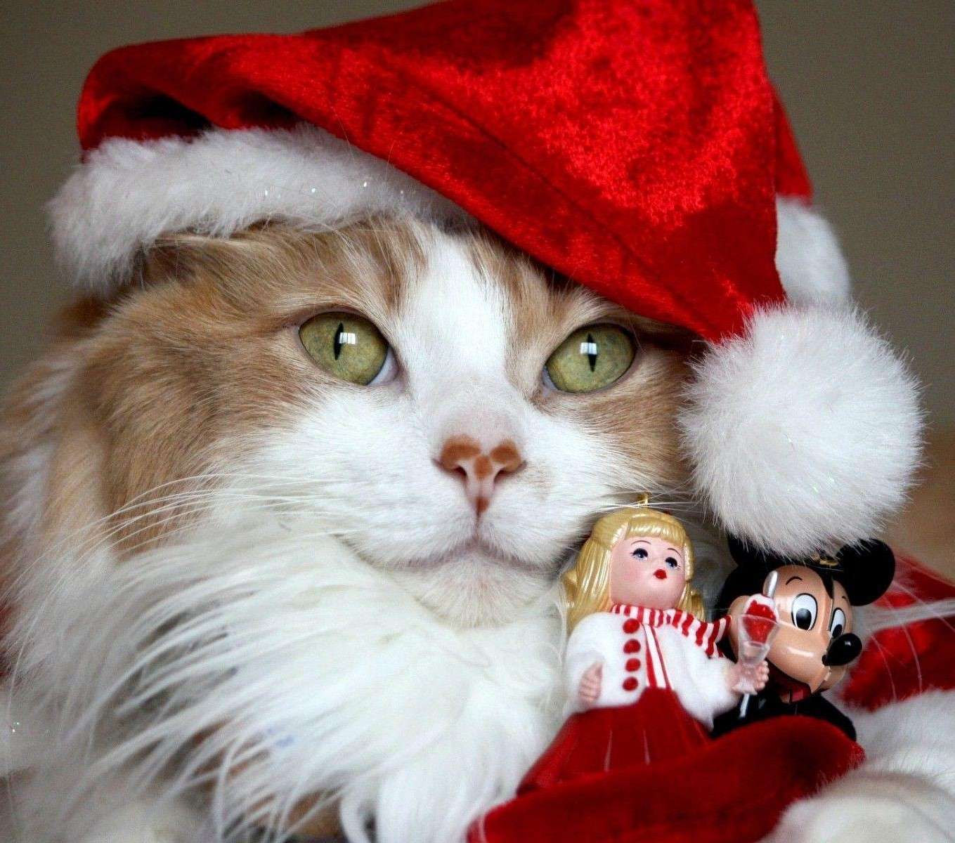 Котка в шапката на Дядо Коледа онлайн пъзел