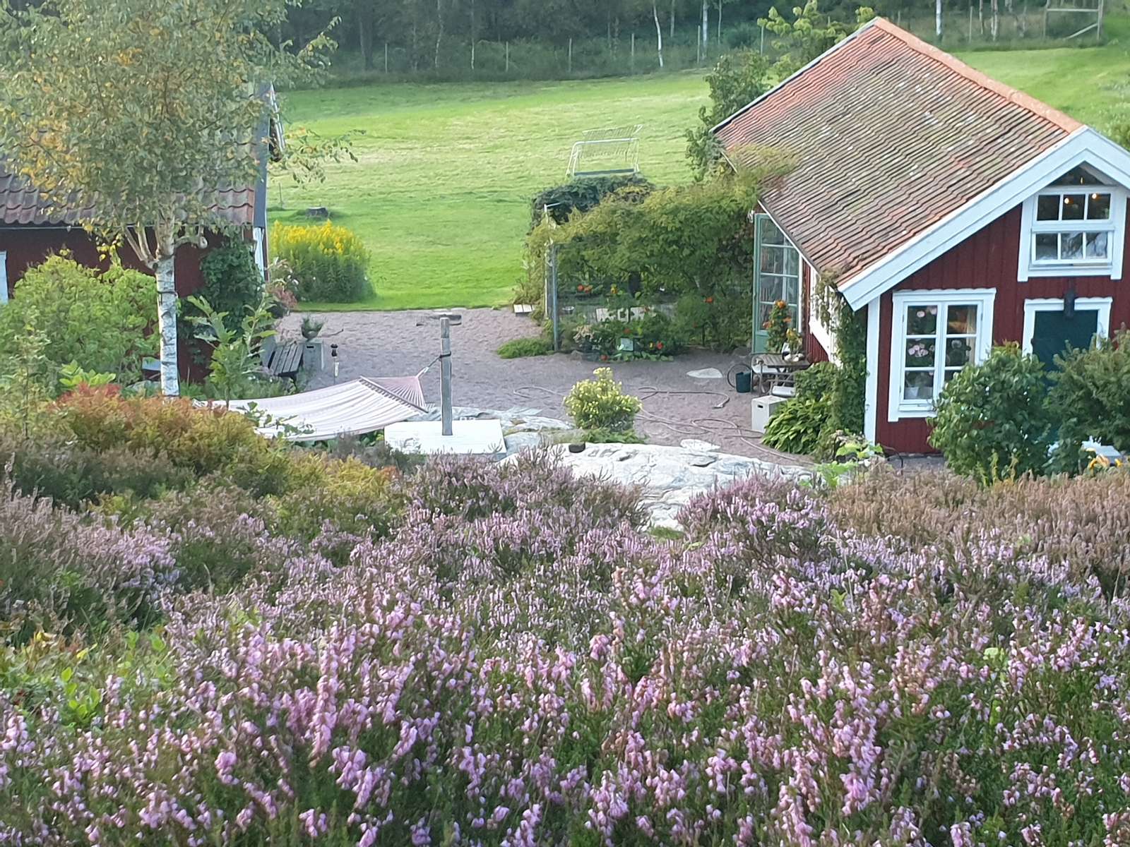 Ljung i blom pussel på nätet