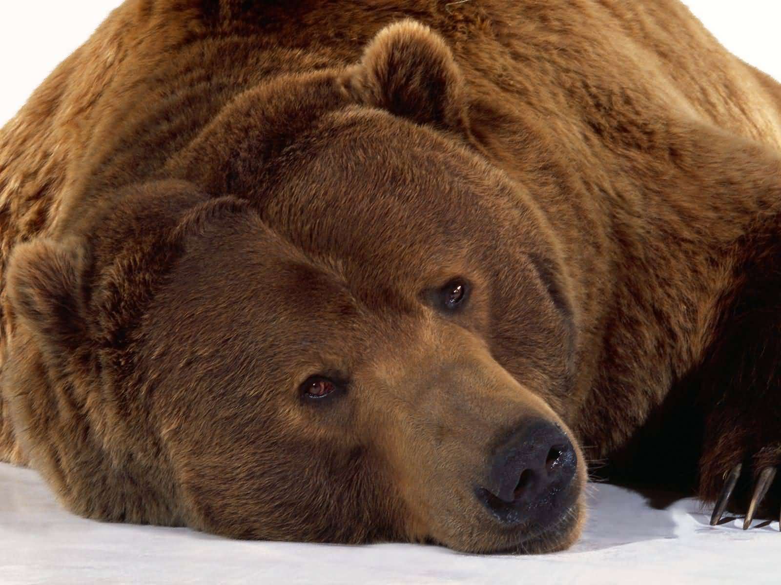 baloo brunbjörnen Pussel online