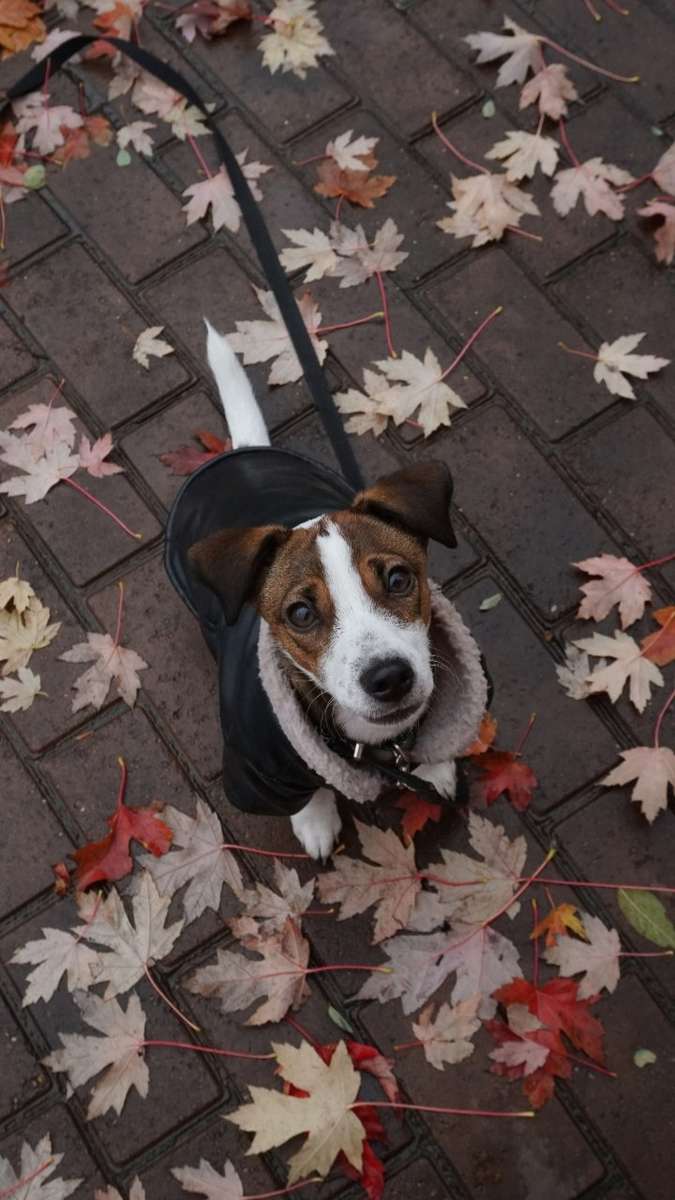 Jack Russell Rompecabezas En Línea 