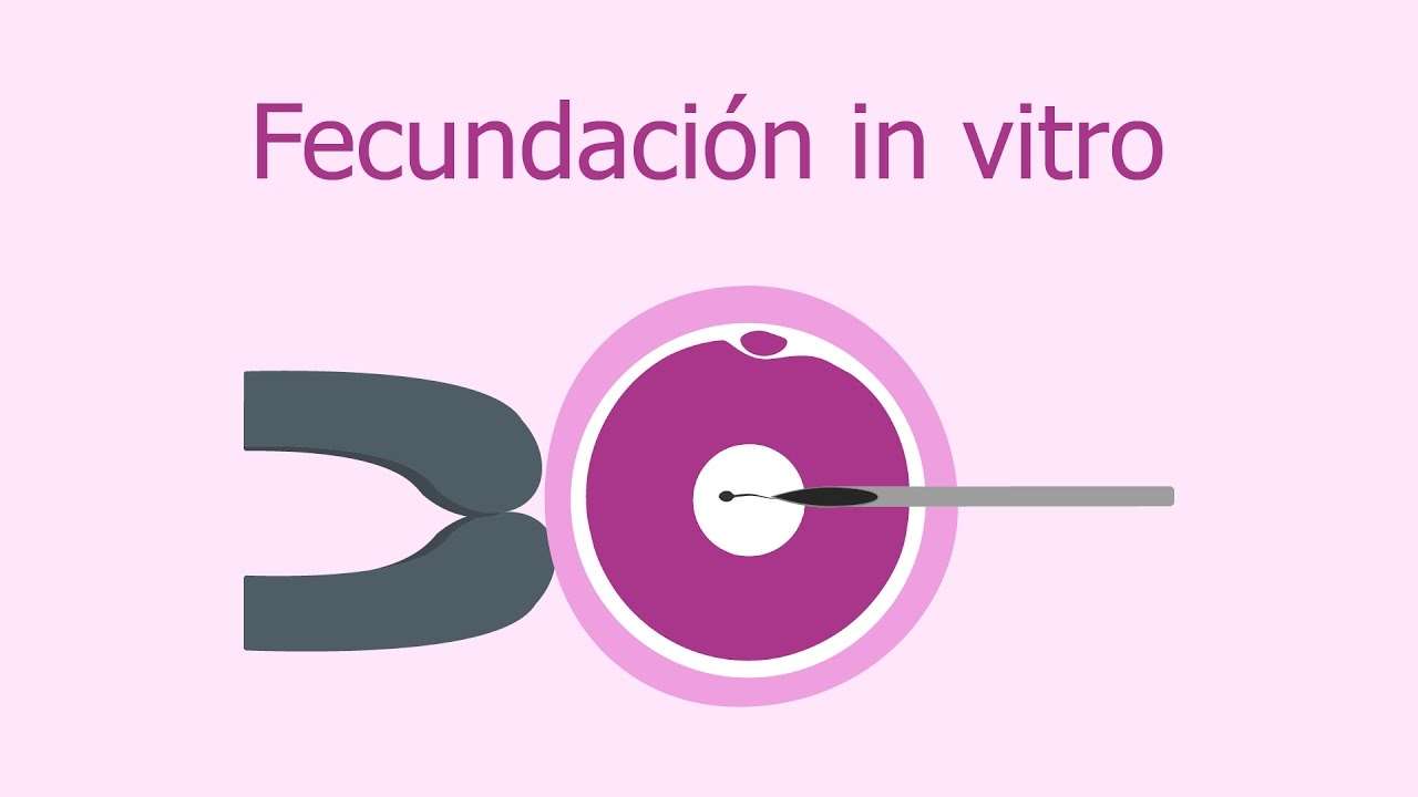 fecundação in vitro quebra-cabeças online