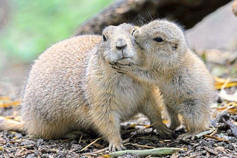 Dierentuin van Wenen Neder-Oostenrijk legpuzzel online