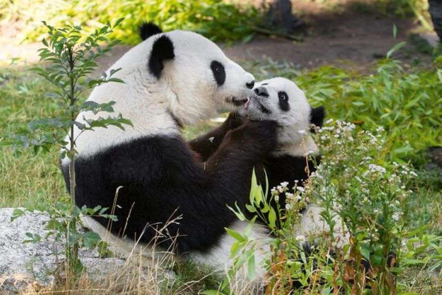 Zoológico de Viena Baixa Áustria quebra-cabeças online