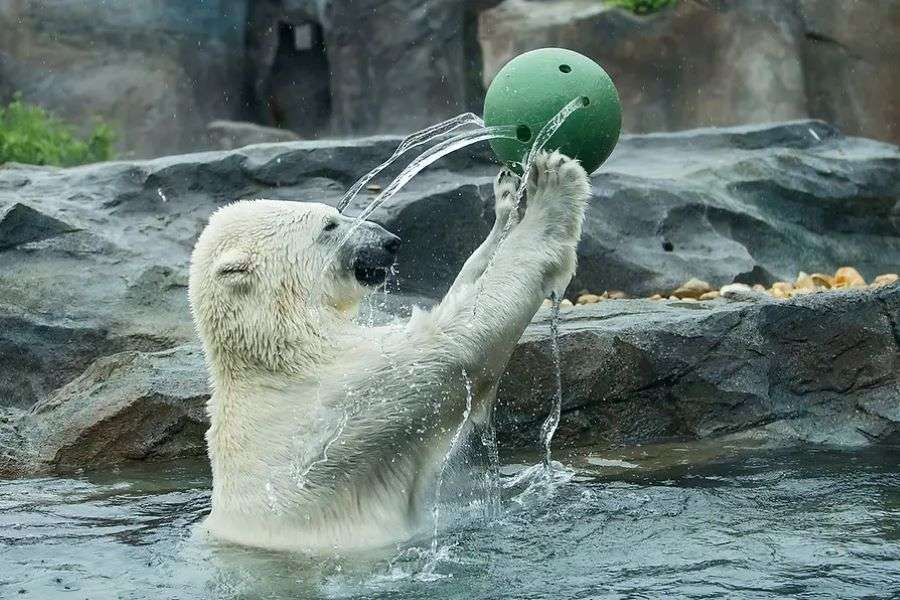 Wien Zoo, Niederösterreich Pussel online