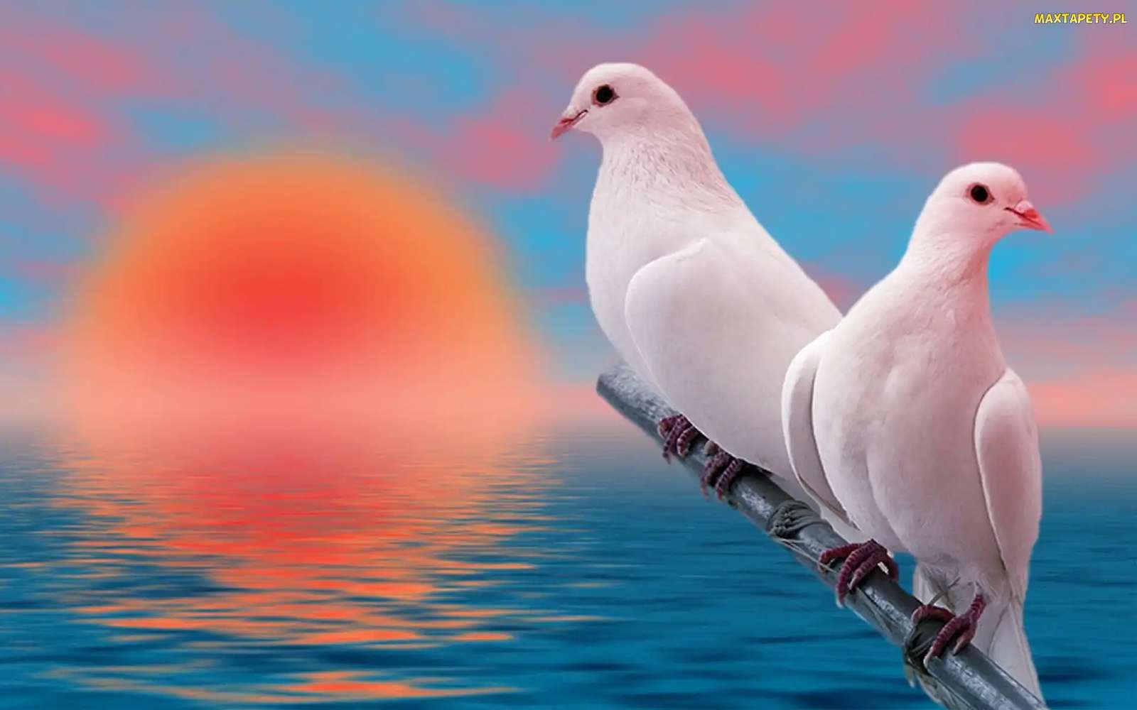 Dva bílé holuby online puzzle