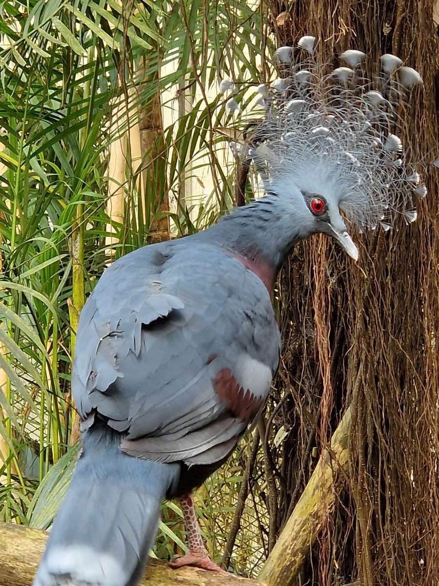 Grauer Vogel Online-Puzzle