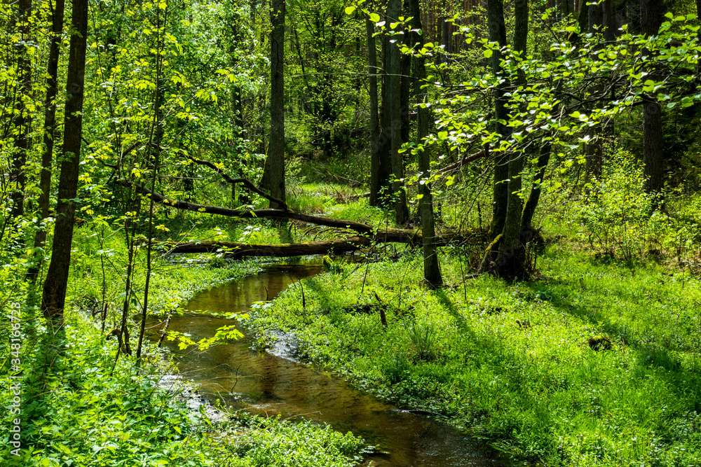 Un arroyo encantador en el bosque. rompecabezas en línea