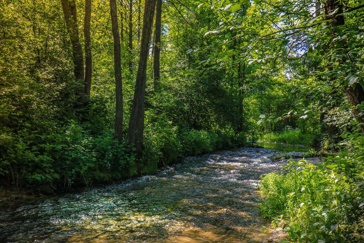 Un charmant ruisseau dans la forêt puzzle en ligne