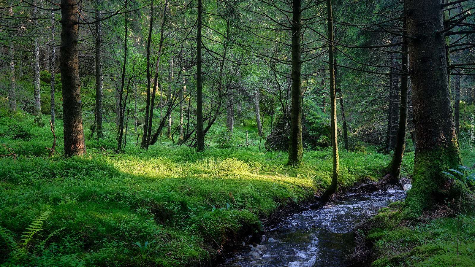 Un arroyo que fluye a través del bosque. rompecabezas en línea