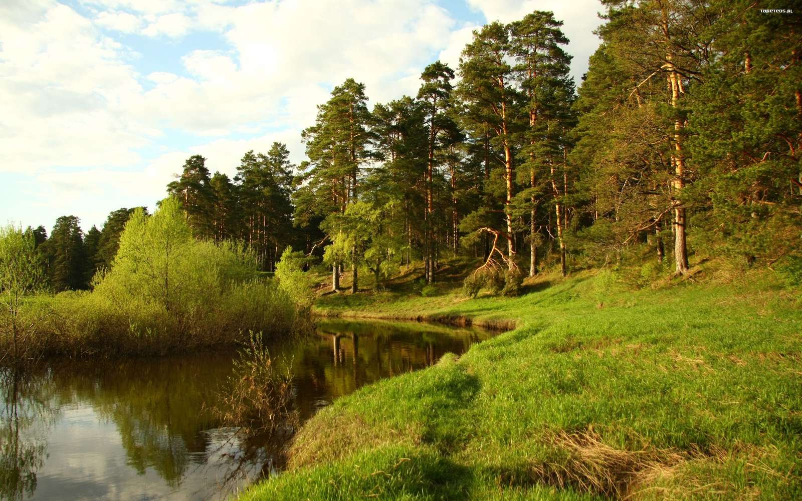 Un arroyo al borde del bosque. rompecabezas en línea