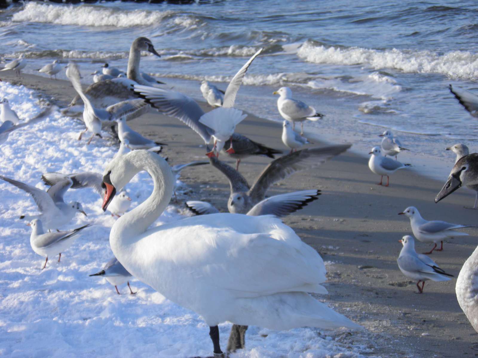 птицы на пляже онлайн-пазл