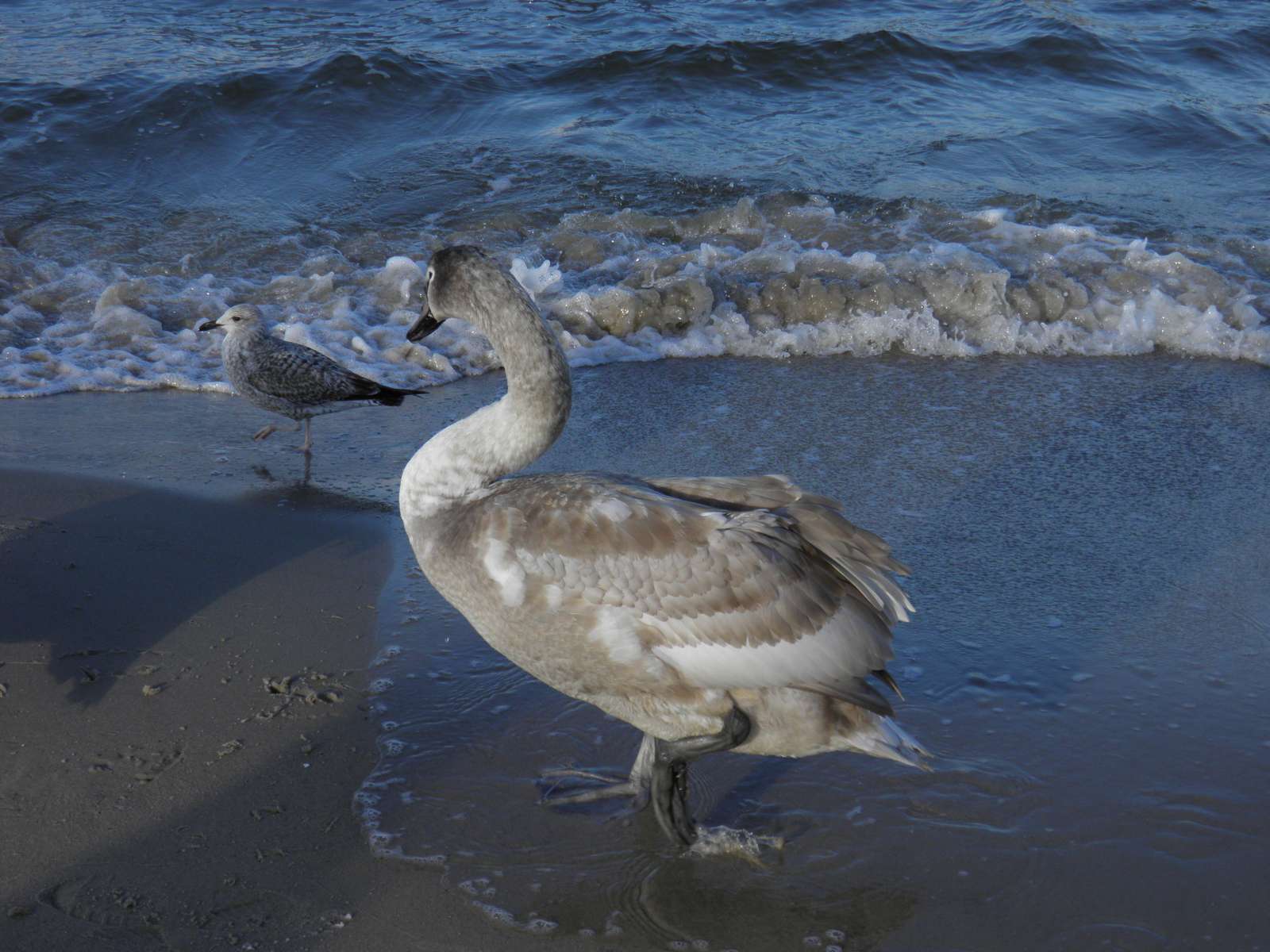 swan on the shore online puzzle