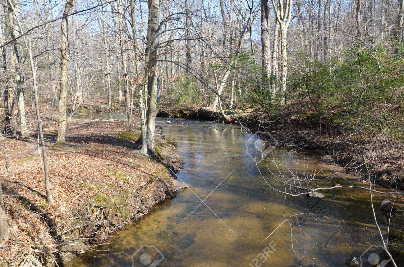Un ruisseau calme dans la forêt puzzle en ligne