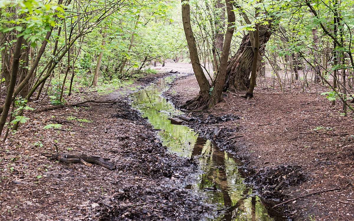 Arroyo Bielański en primavera rompecabezas en línea