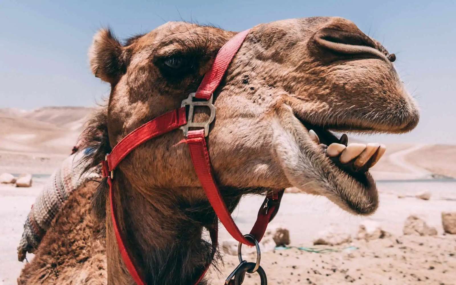 camel online puzzle