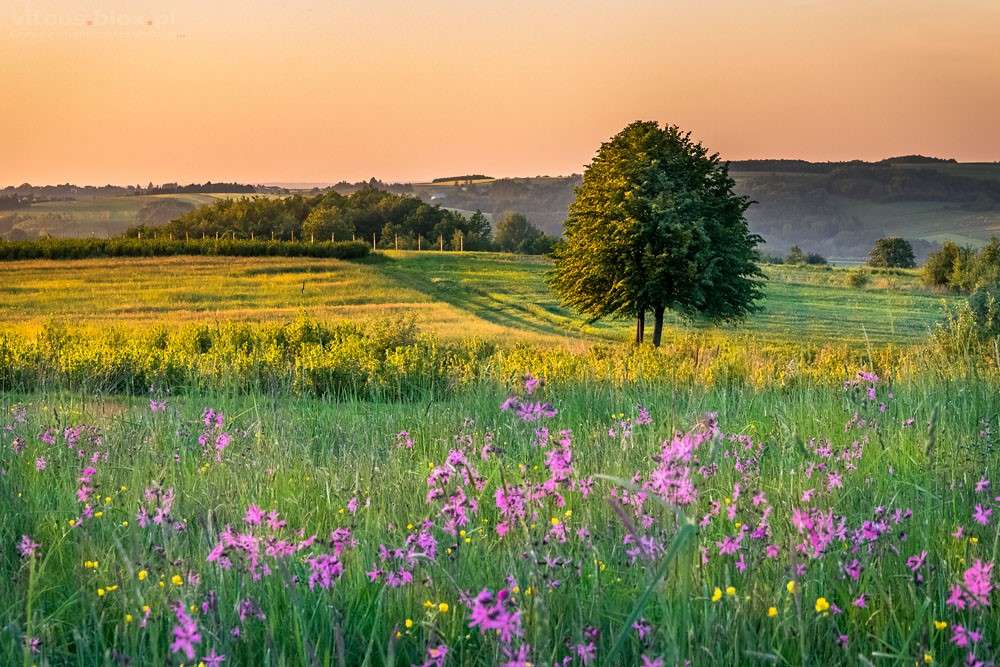 meadow full of flowers jigsaw puzzle online