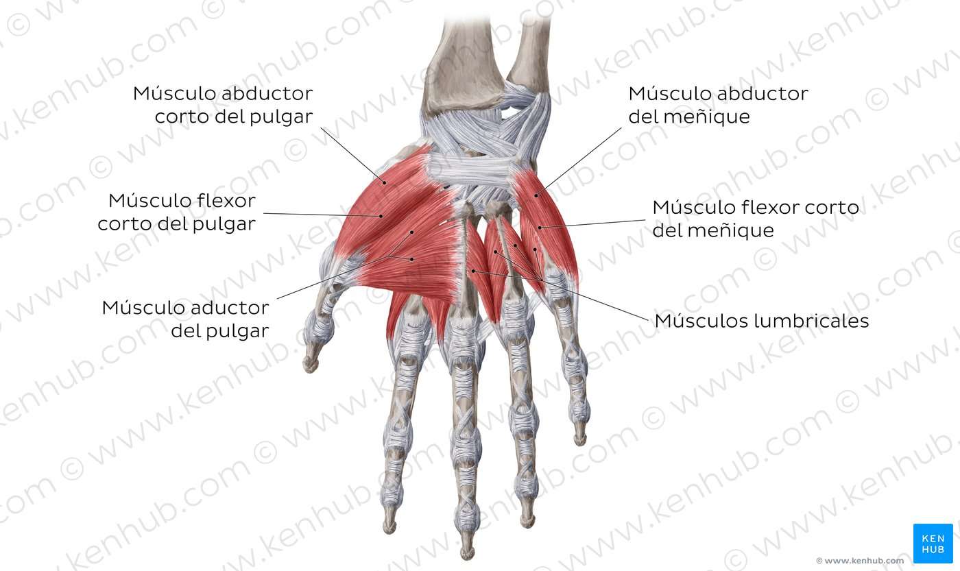 mușchii mâinii jigsaw puzzle online