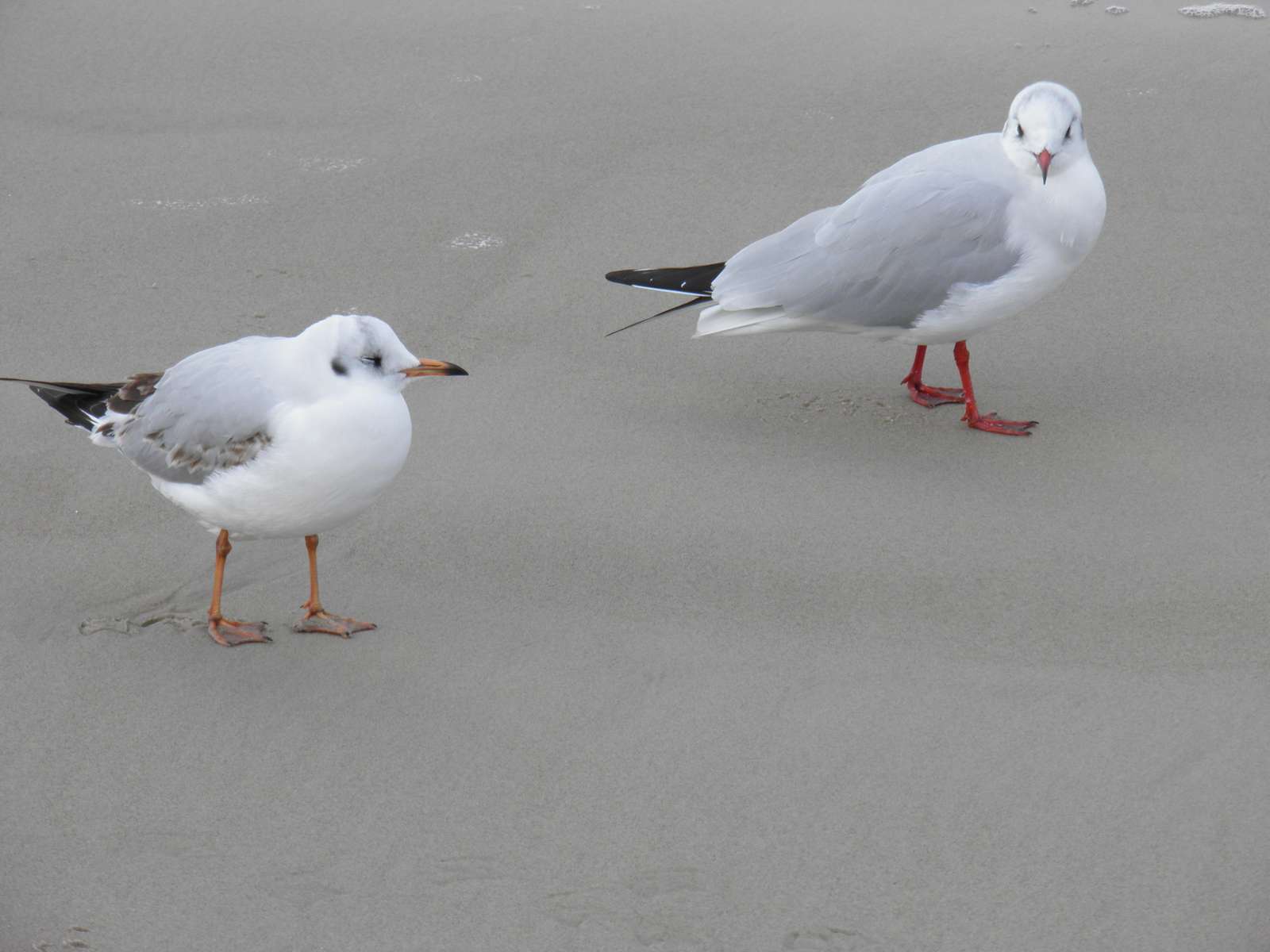 seagulls on the beach jigsaw puzzle online