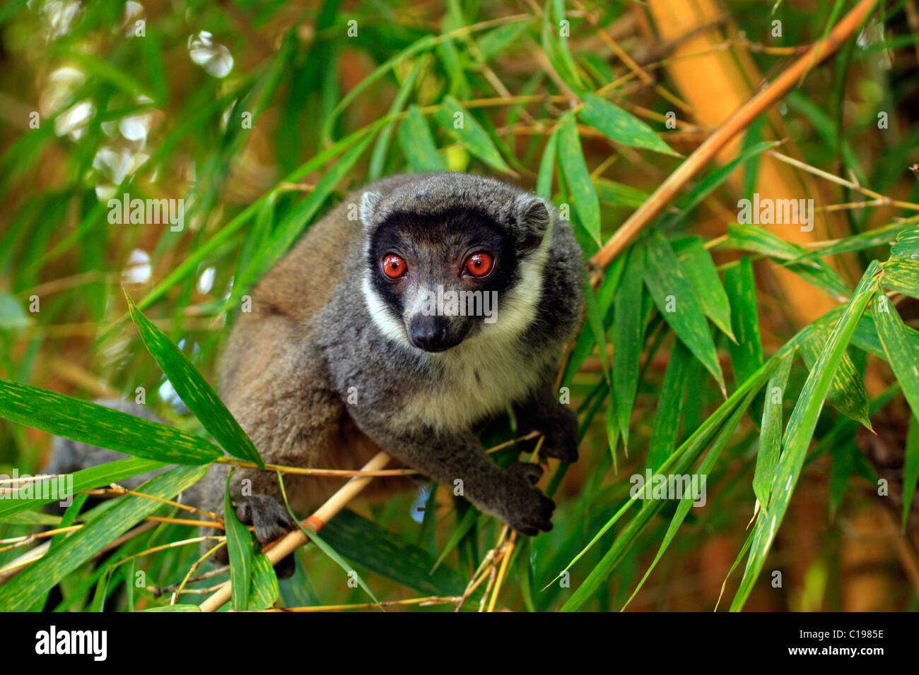 Mongolischer Lemur Puzzlespiel online