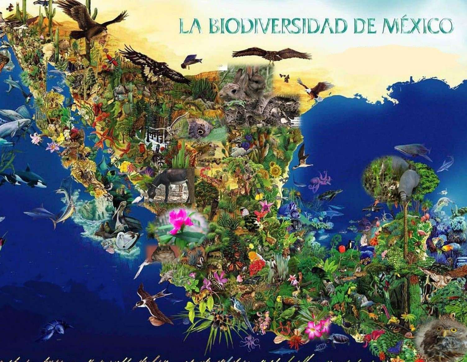 Biodiversité du Mexique puzzle en ligne