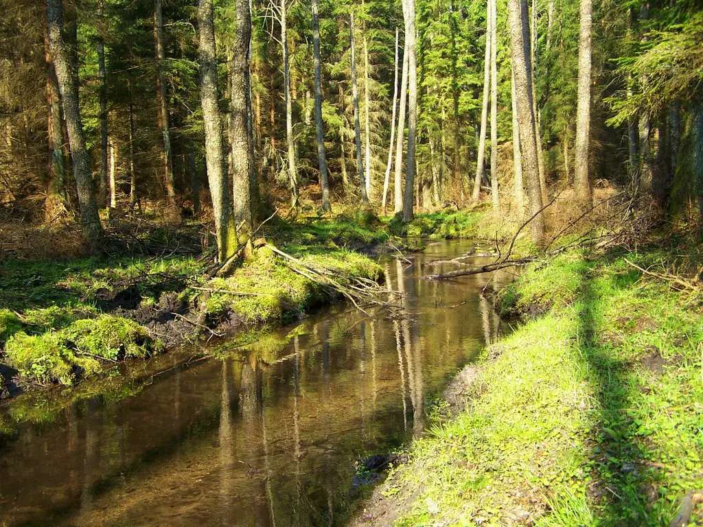 Un arroyo en un bosque soleado rompecabezas en línea