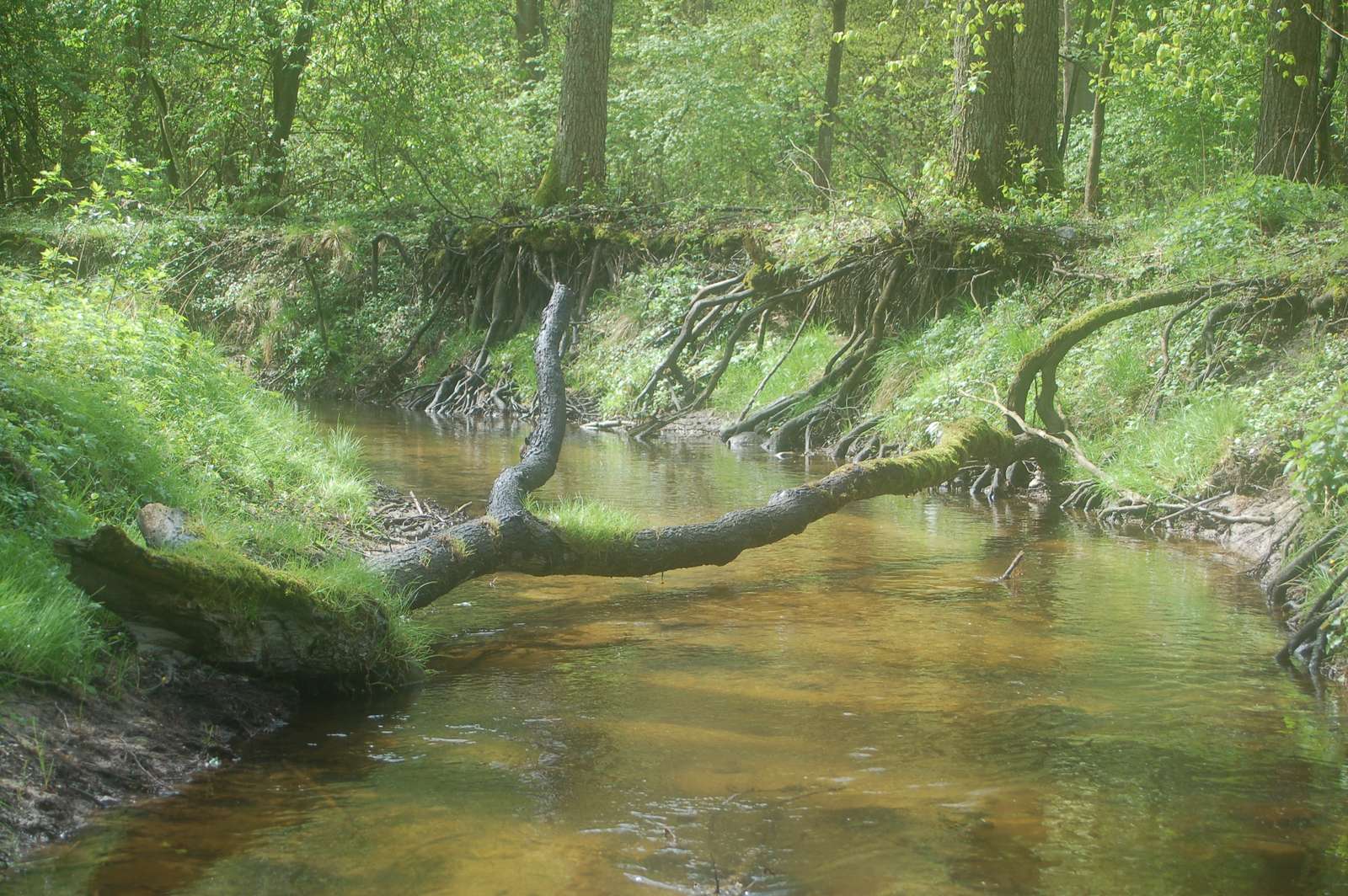Поток Суха, провинция Любуски онлайн пъзел