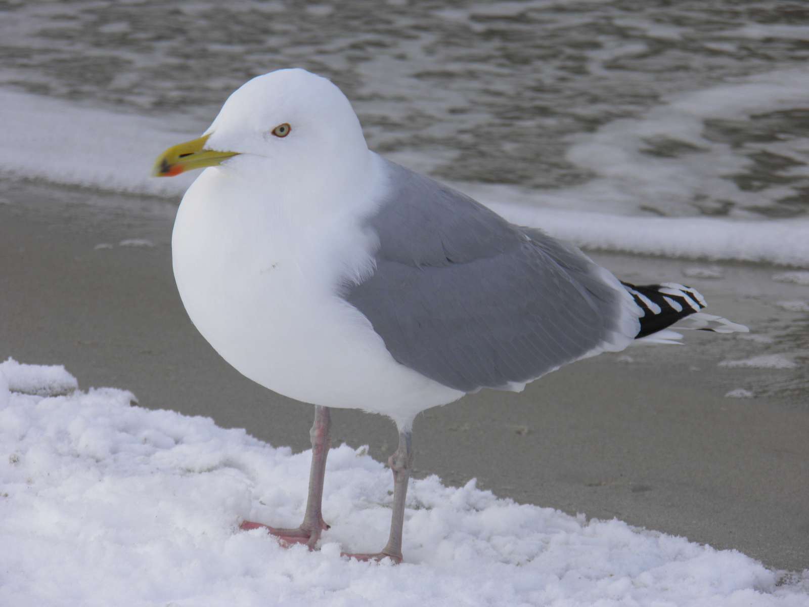 gråmås Pussel online