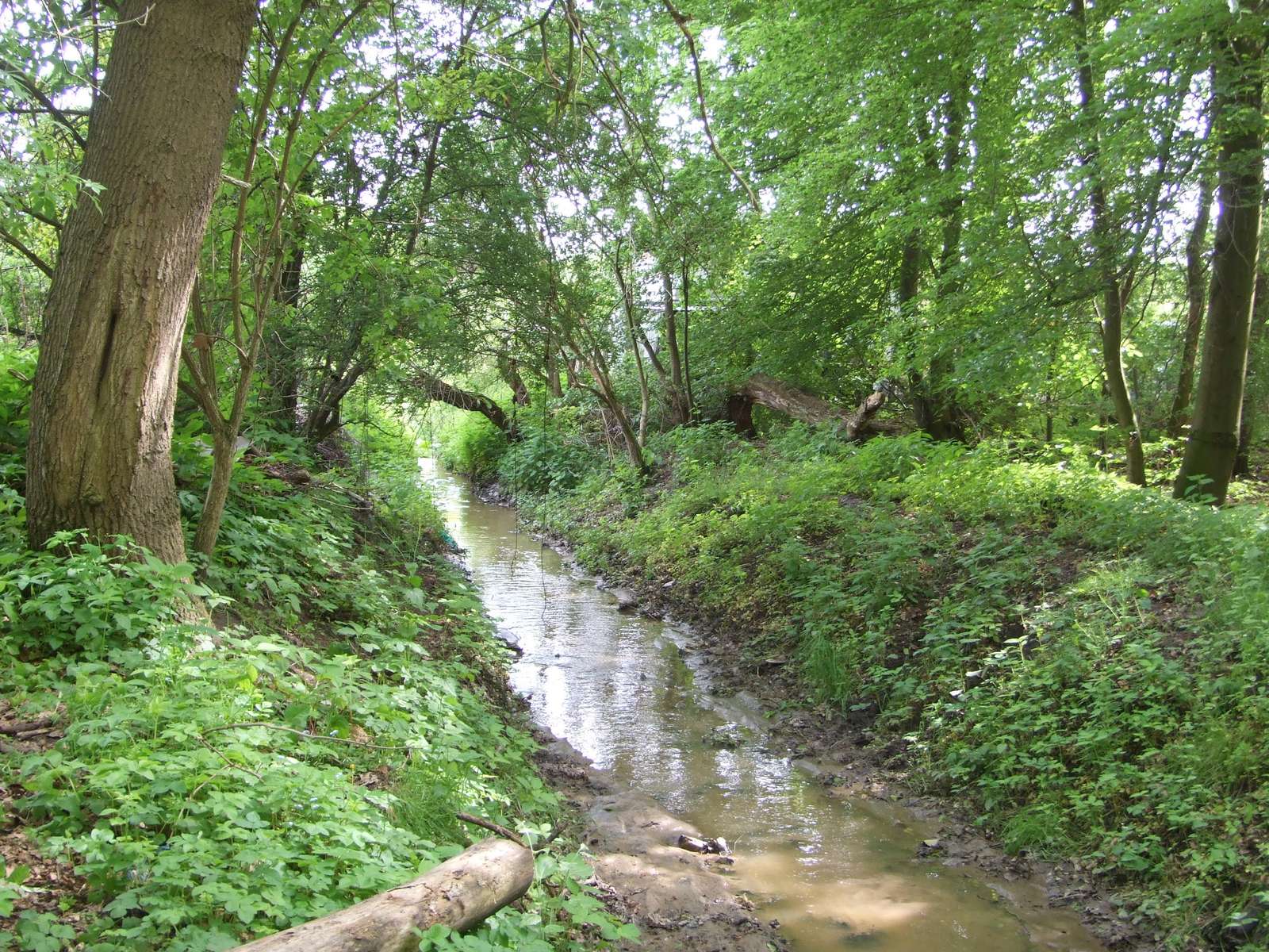 Der Fluss Bukowa fließt durch den Wald Puzzlespiel online