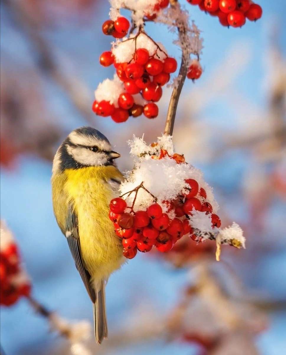 Mycket välsmakande bär pussel på nätet