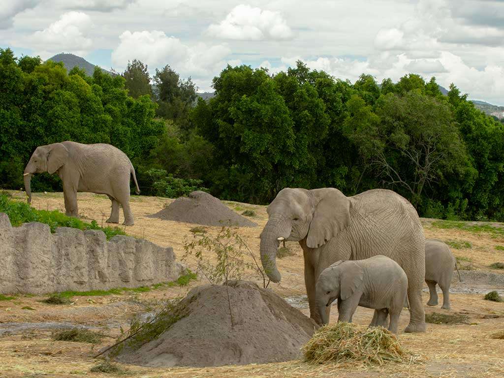 ELEFANT pussel på nätet