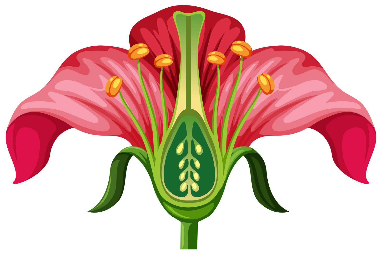 parts of the flower rompecabezas en línea