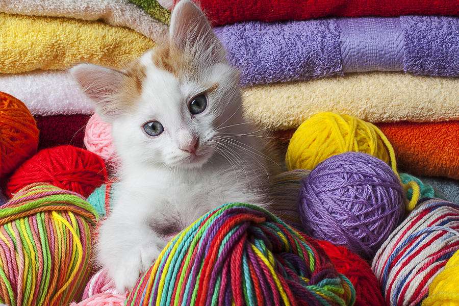 Gatinhos em lã quebra-cabeças online