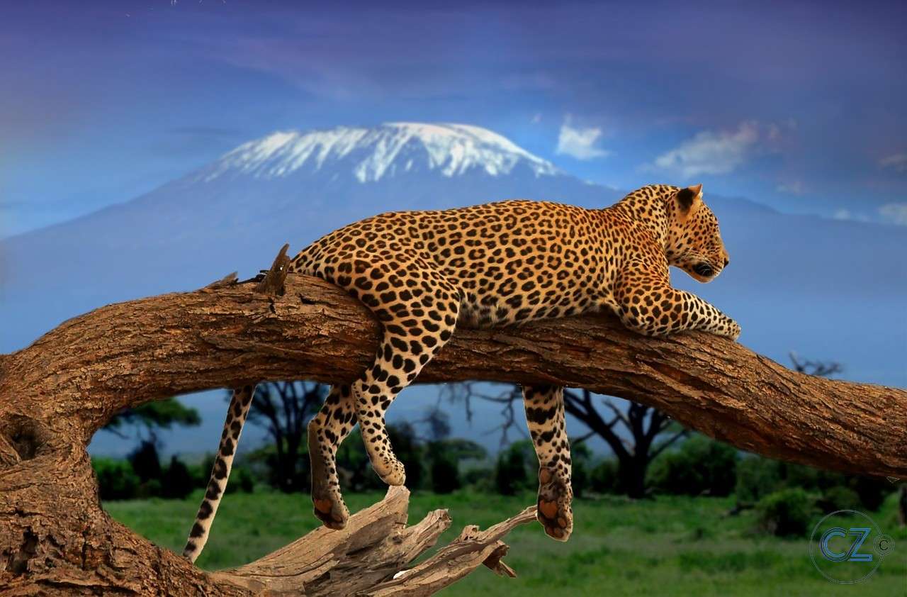 Leopardo, Animale puzzle online