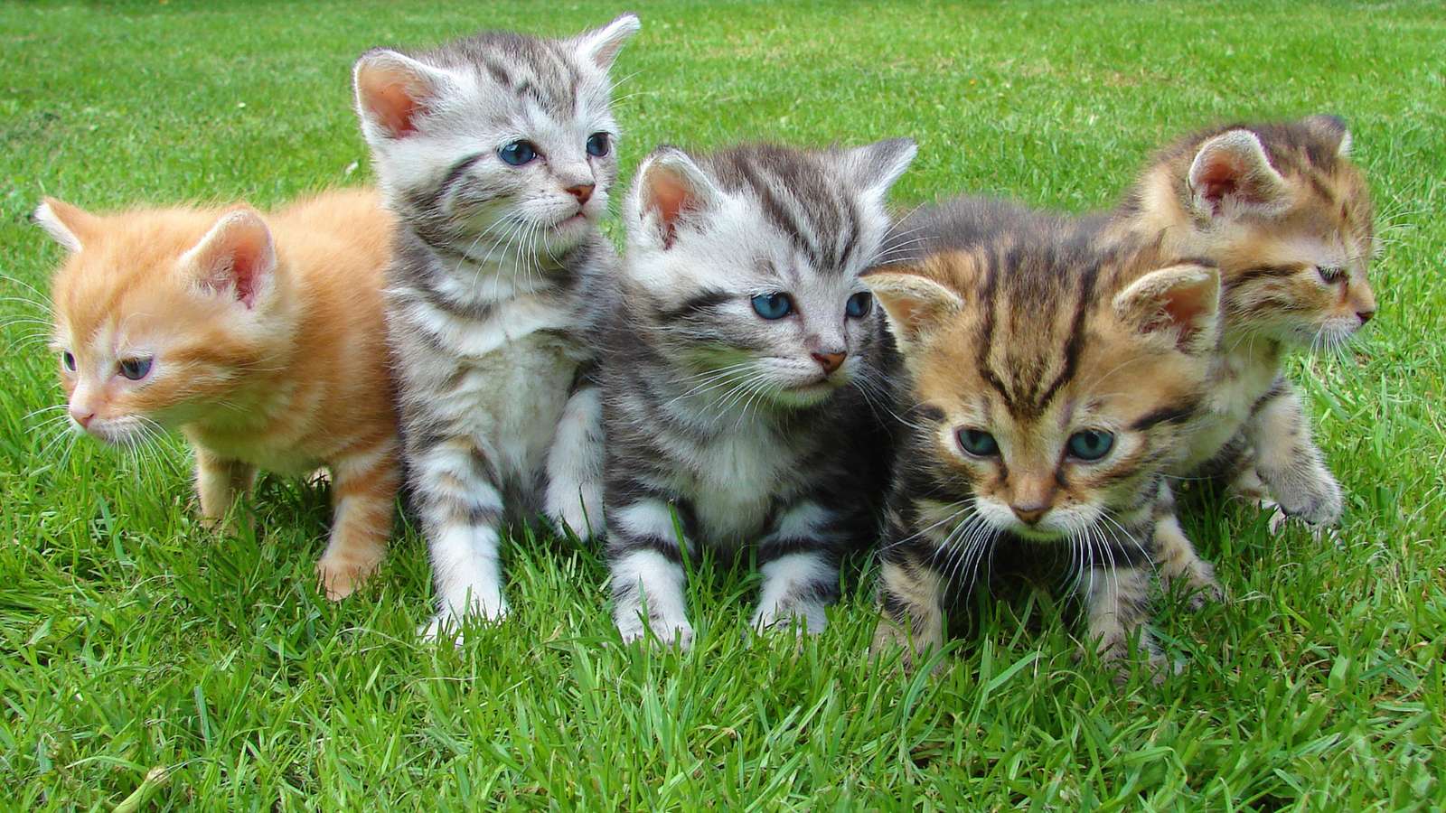 Котенца, които си играят на тревата онлайн пъзел