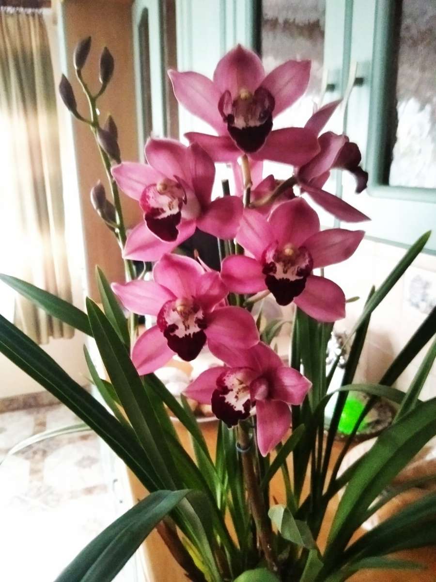 орхидея на окне пазл онлайн